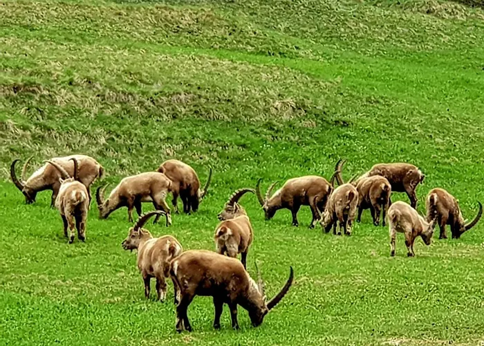 Chesa Melchior By Interhome Apartamento *